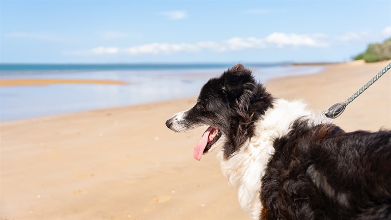 Dog enjoying the beach in Hervey Bay